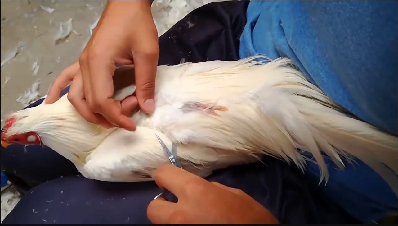 Thời điểm nào cần cắt tỉa lông cho gà chọi