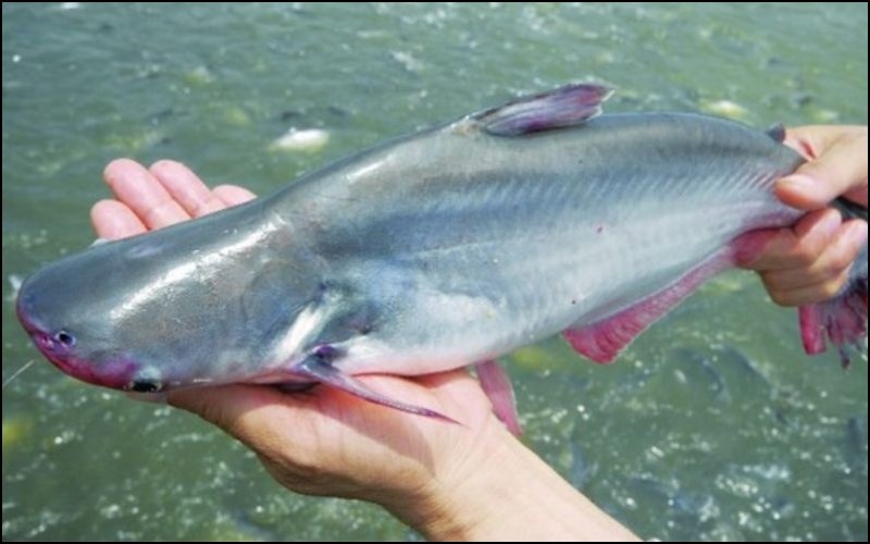 Edwardsiella tarda là một mầm bệnh của một số loài cá da trơn